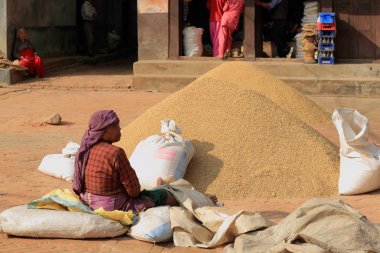 Nepal kadın pirinç çuvallarda doldurma. Panauti-Nepal. 1091