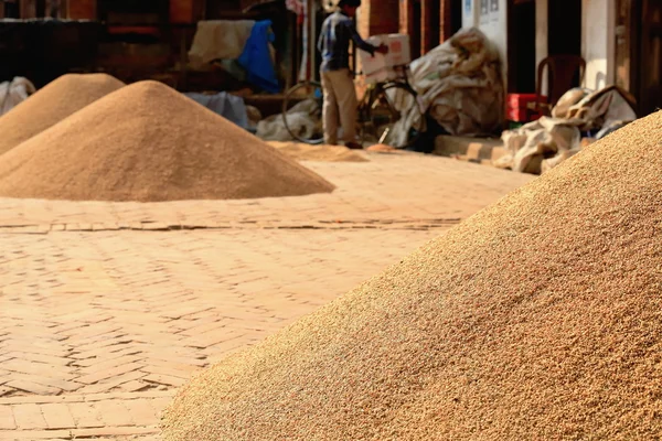 Paddy rice sundrying. Panauti-Nepal. 1092 — Stock Photo, Image