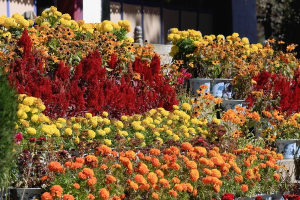 Flowers-Takten Mingyur Phodrang-palace. Norbulingka-Lhasa-Tibet. 1266 — Stock Photo, Image