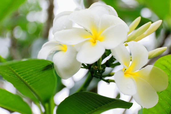 티아라 꽃입니다. Lonnoc 비치-바누아투입니다. 0002 — 스톡 사진
