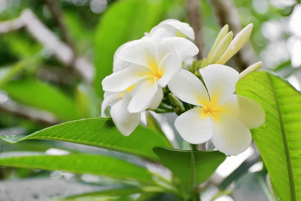 Белые цветы из шин. Лоннок-Бич-Вануату. 0003 — стоковое фото