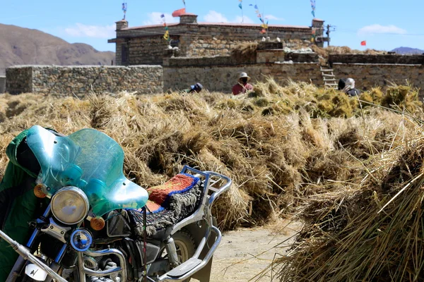 Orge paysanne des hautes terres. Dablung-Tibet. 1546 — Photo