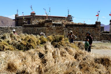 Tibet köylüler sheaves yayla arpa hazırlanıyor. dablung-tibet. 1552