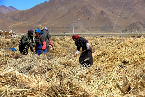 Campesinos preparando gavillas de cebada de las tierras altas. Dablung-Tibet. 1548 — Foto de Stock