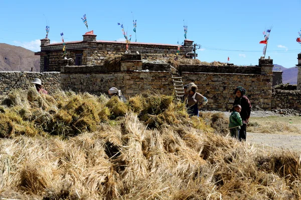 Tibetské rolníky připravuje snopy vysočiny ječmene. dablung Tibetu. 1552 — Stock fotografie