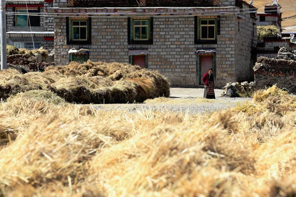 Contadina tra covoni di orzo di altopiano. Dablung-Tibet. 1553 — Foto Stock