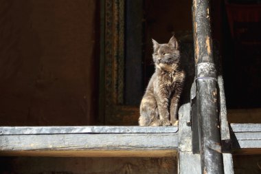 Yellow eyed cat. Tsuklakhang temple-Gyantse-Tibet. 1640 clipart