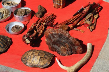 Gingseng-boynuz-kaplumbağa kabuğu. Market Tashilunpo Manastırı-Shigatse-Tibet çevresinde. 1745