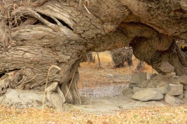 Kapı Yarlung Tsangpo Shigatse-Tibet yakınındaki yanında ağaç şekillendirme. 1763