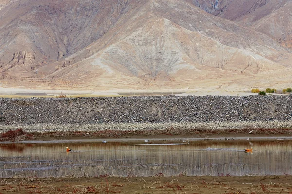 Paisaje con aves acuáticas cerca de Shigatse-Tibet. 1756 — Foto de Stock