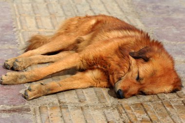 Hamlet Shigatse-Tibet yakınındaki sokakta uyuyan köpek. 1776