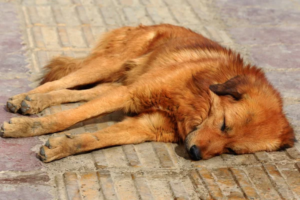 Κοιμώμενος σκύλου στον δρόμο της χωριουδάκι κοντά Σιγκατσέ-Θιβέτ. 1776 — Φωτογραφία Αρχείου