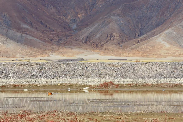 Paisaje con aves acuáticas cerca de Shigatse-Tibet. 1758 — Foto de Stock