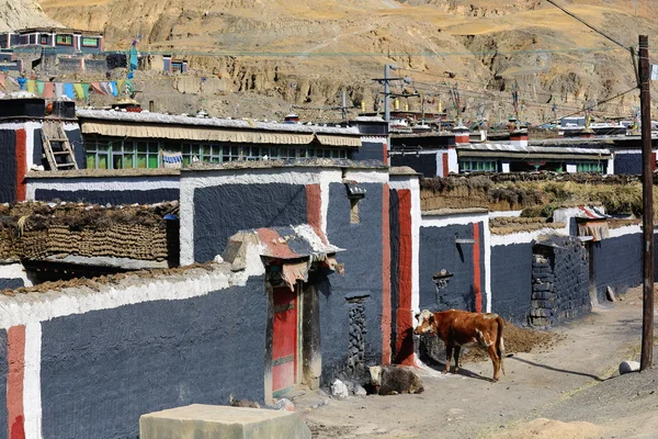 牛小屋の戸で待っています。釈迦-チベット。1814 — ストック写真