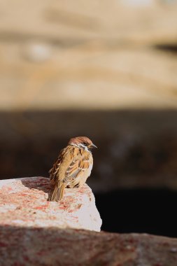 Beyaz parapet-Kuzey eski manastır koltuk üzerinde Sparrrow. Sakya-Tibet. 1847