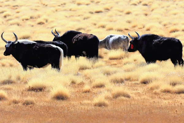 Herd of yaks grazing. Friendship Highway-Tibet. 1953 — Stock Photo, Image