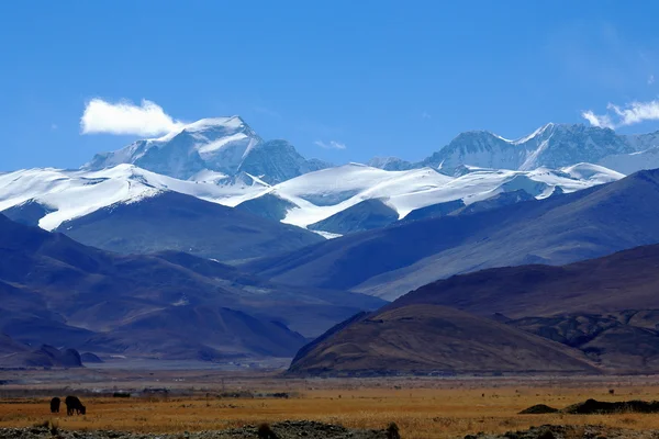 Gyachung Kang-Ngozumpa Kang III-Nogozumpa Kang II bağlar. Tibet. 1932