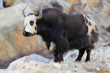 Yak-dzo yolu-dostluk Nyalam-Tibet aşağı karayolu yanında. 1998