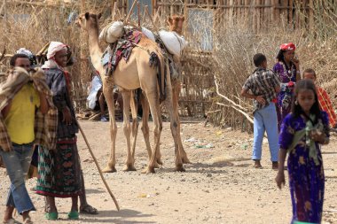 Pazar pazarı, Oromo deve çoban. Senbete-Etiyopya. 0021