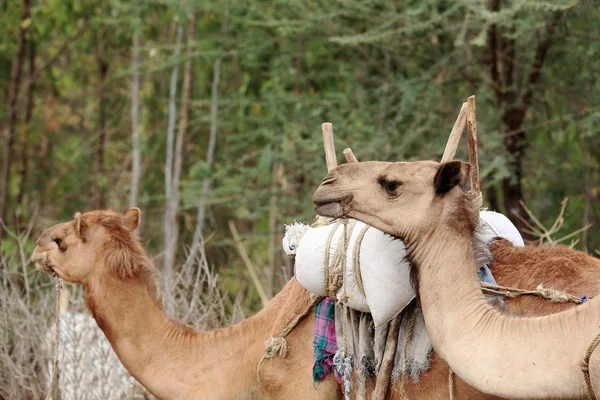 Dromedar kameler på söndag marknaden. Senbete-Etiopien. 0023 — Stockfoto