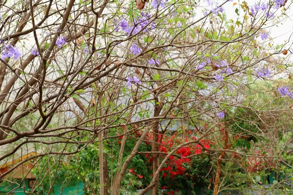 Flowering jacaranda tree. Kombolcha-Ethiopia. 0084