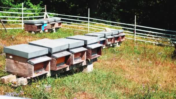 Bienen fliegen in Zeitlupe um Bienenstöcke. Imkerei — Stockvideo