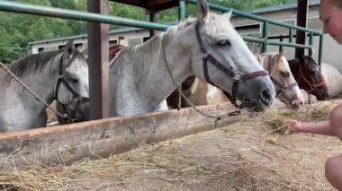 At ahırda duruyor, kadın eli saman veriyor. At yazın dinlenir ve gün boyunca çiftlikte yemek yer.