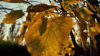 Sarı yapraklar, güneşli bir sonbahar gününde rüzgarda sallanıyor ağaçlarda. Altın Sonbahar. Yakın plan. Autumn Park 'taki dalların üzerindeki turuncu yeşillikler. Güzel bir manzara. Düş! 4K