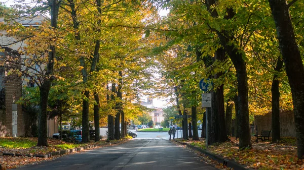 paved road with trees, leaves from trees fall on the road in autumn, First autumn color forest and a road