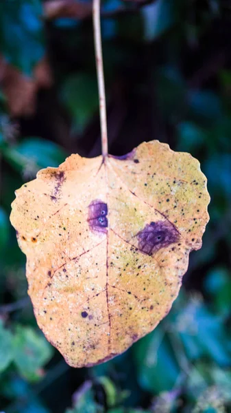 Sluiten Kleurrijke Herfstbladeren Een Regenachtige Dag — Stockfoto