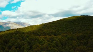 İHA ormanın üzerinden havalanıyor. Sonu gelmeyen yeşil yapraklı ağaç taçlarının üzerinde yavaşça yükselen