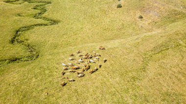 İnsansız hava aracı otlağın üzerinde uçuyor. Sığır sürüsü, hava manzaralı. Beyaz, kahverengi inekler güneşli bir günde ot yerler..