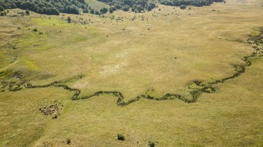 İnsansız hava aracı otlağın üzerinde uçuyor. Sığır sürüsü, hava manzaralı. Beyaz, kahverengi inekler güneşli bir günde ot yerler..