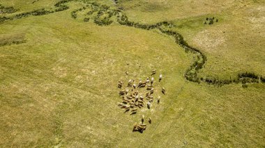 İnsansız hava aracı otlağın üzerinde uçuyor. Sığır sürüsü, hava manzaralı. Beyaz, kahverengi inekler güneşli bir günde ot yerler..