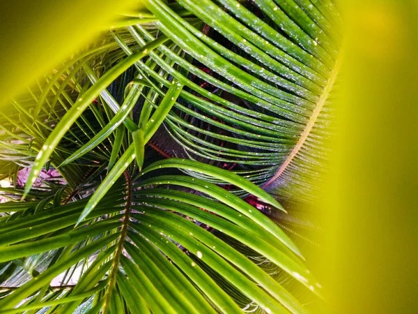 Palmové Listy Detail Detailní Záběr Light Odstíny Stíny Mělká Hloubka — Stock fotografie