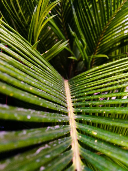 Palmblad Detalj Närbild Med Ljus Nyanser Och Skuggor Grunt Skärpedjup — Stockfoto