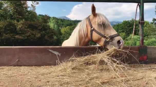 El caballo blanco come heno en el establo. de cerca — Vídeo de stock