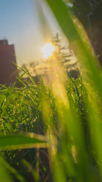 Фон розмитої трави на сході сонця — стокове фото