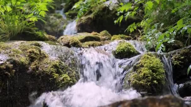 Río de montaña salvaje cerca de abundante arroyo claro. Imagen estática detallada de una corriente gorgoteante — Vídeo de stock