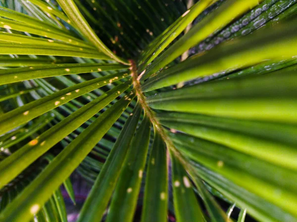 Palmblad, löv bakgrund. natur och bakgrundskoncept - närbild av palmblad — Stockfoto