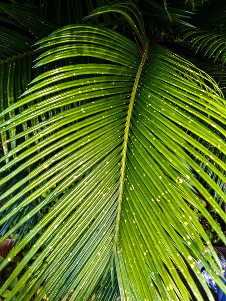 Detalhe folhas de palma close-up com tons oi-luz e sombras profundidade rasa de campo, foco suave sob luz solar natural com fundo bokeh colorido em um dia ensolarado ao ar livre no jardim resort tropical — Fotografia de Stock