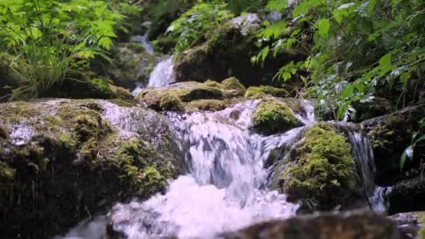 Rivière de montagne sauvage près abondante ruisseau clair. Plan statique détaillé d'un ruisseau gargouillant — Video