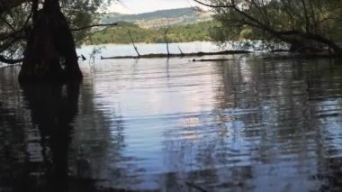 Sudaki ağaçlar. Göldeki ağaçların arasında boşluk