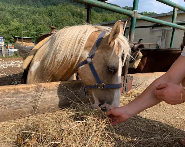 A group of beautiful farm horses feeding on hay. The breeder or rancher gives straw. Farm industrial horse breeding and production.