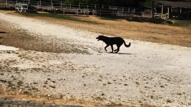 Un perro negro con una pierna dolorida corre a través de un camino de tierra — Vídeo de stock