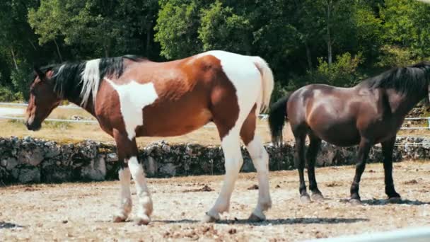 Kleine kudde van ranch paarden in een kraal zowel merries als veulens — Stockvideo