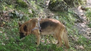 Köpek çim yiyor. Çimen yeme sebepleri: diyetteki vitamin eksikliklerinin yenilenmesi, mide ve sindirim sorunları, yünden mide temizliği
