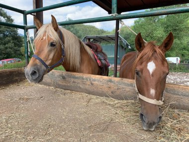 Samanla beslenen bir grup güzel çiftlik atı. Çiftçi ya da çiftçi saman verir. Çiftlik atı yetiştiriciliği ve üretimi.