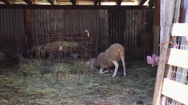 Schafe fressen Gras, Tiere auf dem Bauernhof — Stockvideo