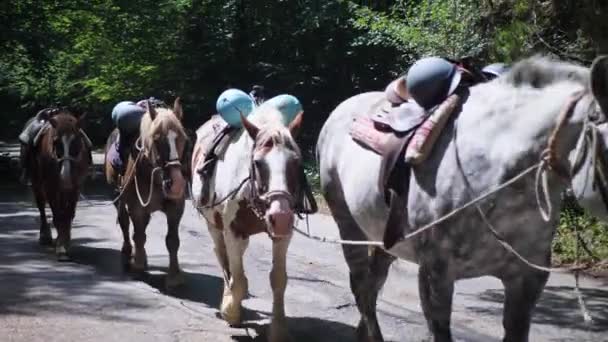 一群旅游马匹。骑着马走在铺好的路上 — 图库视频影像